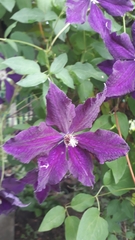 Clematis × jackmanii