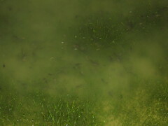 Pleurodema cinereum