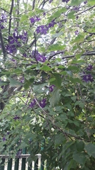 Clematis × jackmanii