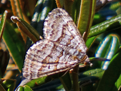 Chrysolarentia nephodes