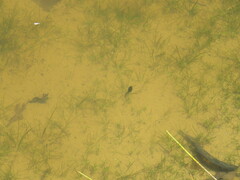 Pleurodema cinereum