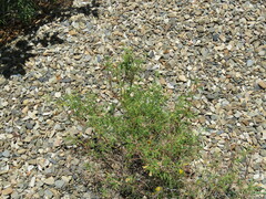 Adesmia miraflorensis