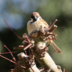 Passer montanus