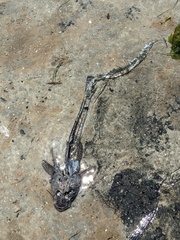 Platycephalidae