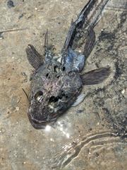 Platycephalidae
