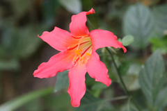 Cyrtanthus sanguineus