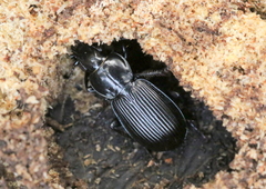 Pterostichus aethiops