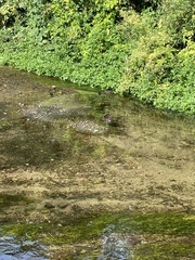 Gallinula chloropus