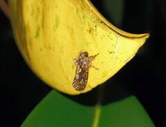 Acrolophus walsinghami