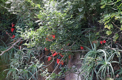 Cyrtanthus sanguineus