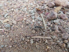 Polyrhachis exercita