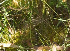 Synthemis eustalacta