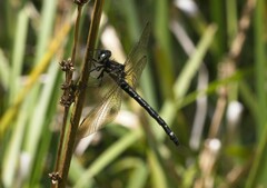 Synthemis eustalacta