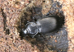 Pterostichus aethiops