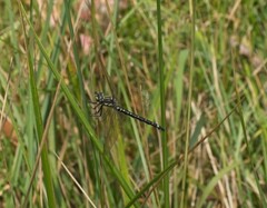 Eusynthemis brevistyla