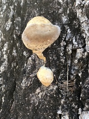 Fuscoporia