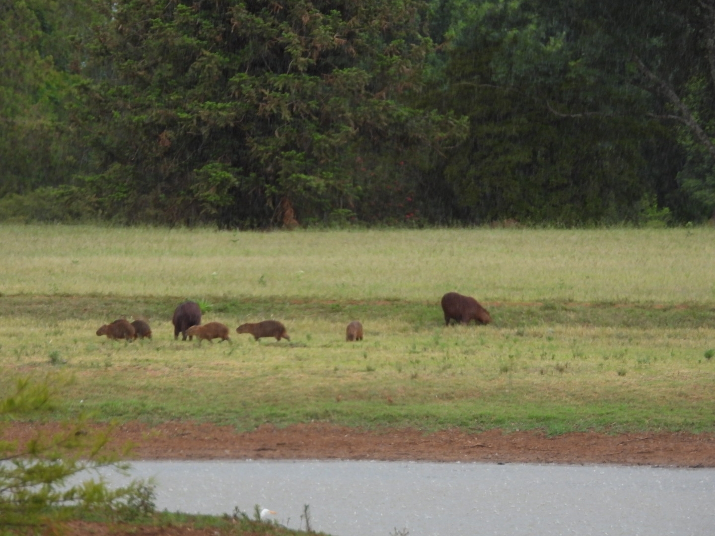 Hydrochoerus hydrochaeris (Linnaeus, 1766)