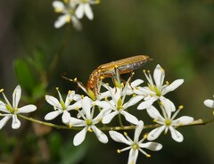 Stenoderus concolor
