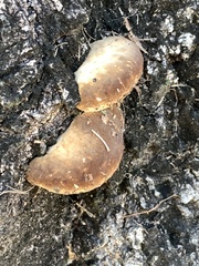 Fuscoporia