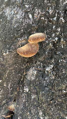 Fuscoporia