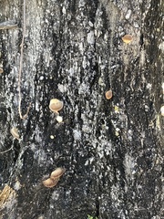 Fuscoporia