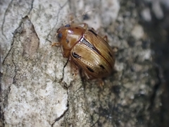 Rhyparida brevilineata