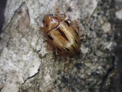 Rhyparida brevilineata