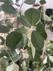 Feijoa