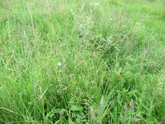 Poa palustris