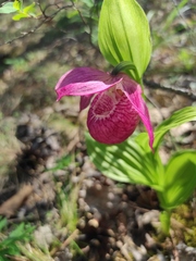 Cypripedium macranthos