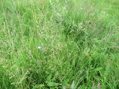 Poa palustris