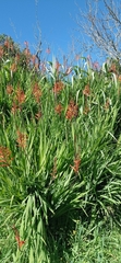 Crocosmia × crocosmiiflora