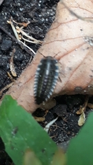 Oiceoptoma thoracicum