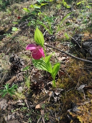 Cypripedium macranthos