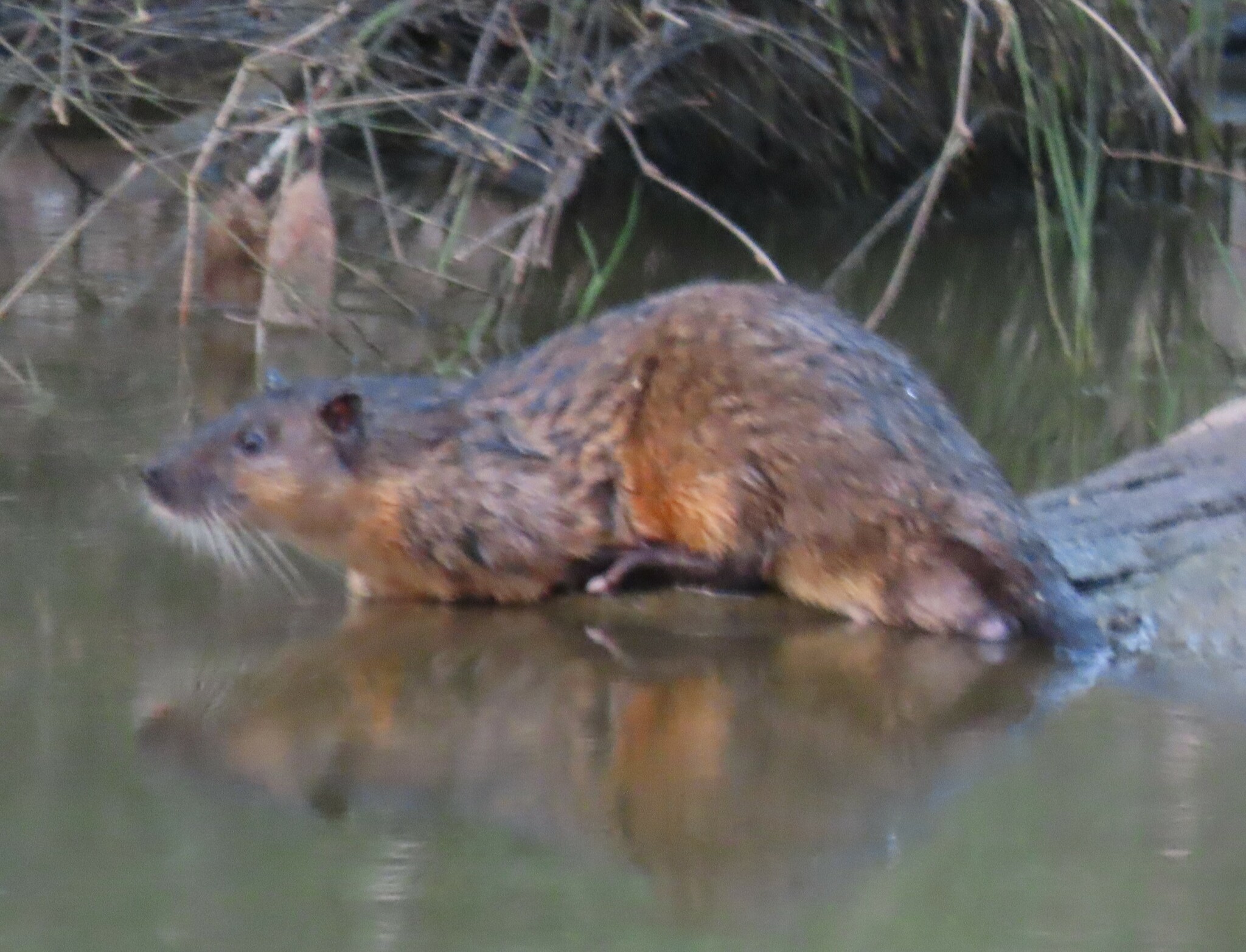 Hydromys chrysogaster É.Geoffroy, 1804