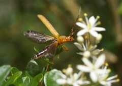 Stenoderus concolor