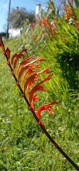 Crocosmia × crocosmiiflora