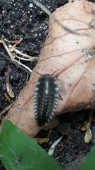 Oiceoptoma thoracicum