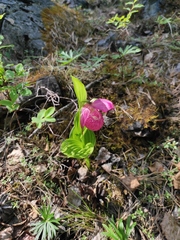 Cypripedium macranthos
