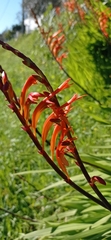 Crocosmia × crocosmiiflora
