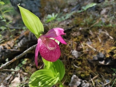 Cypripedium macranthos