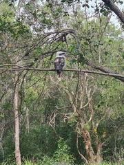 Dacelo novaeguineae novaeguineae