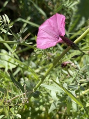 Convolvulus althaeoides