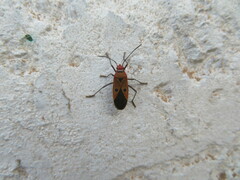 Dysdercus cingulatus