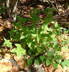 Praxelis clematidea