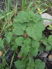 Ageratum conyzoides