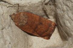 Noctua interjecta