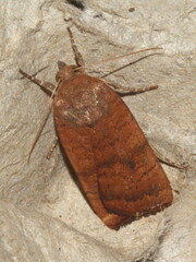 Noctua interjecta