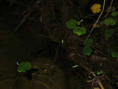 Gastrotheca marsupiata