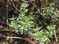 Stackhousia subterranea